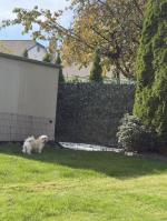 Largest size perfectly covered full fence panel 5